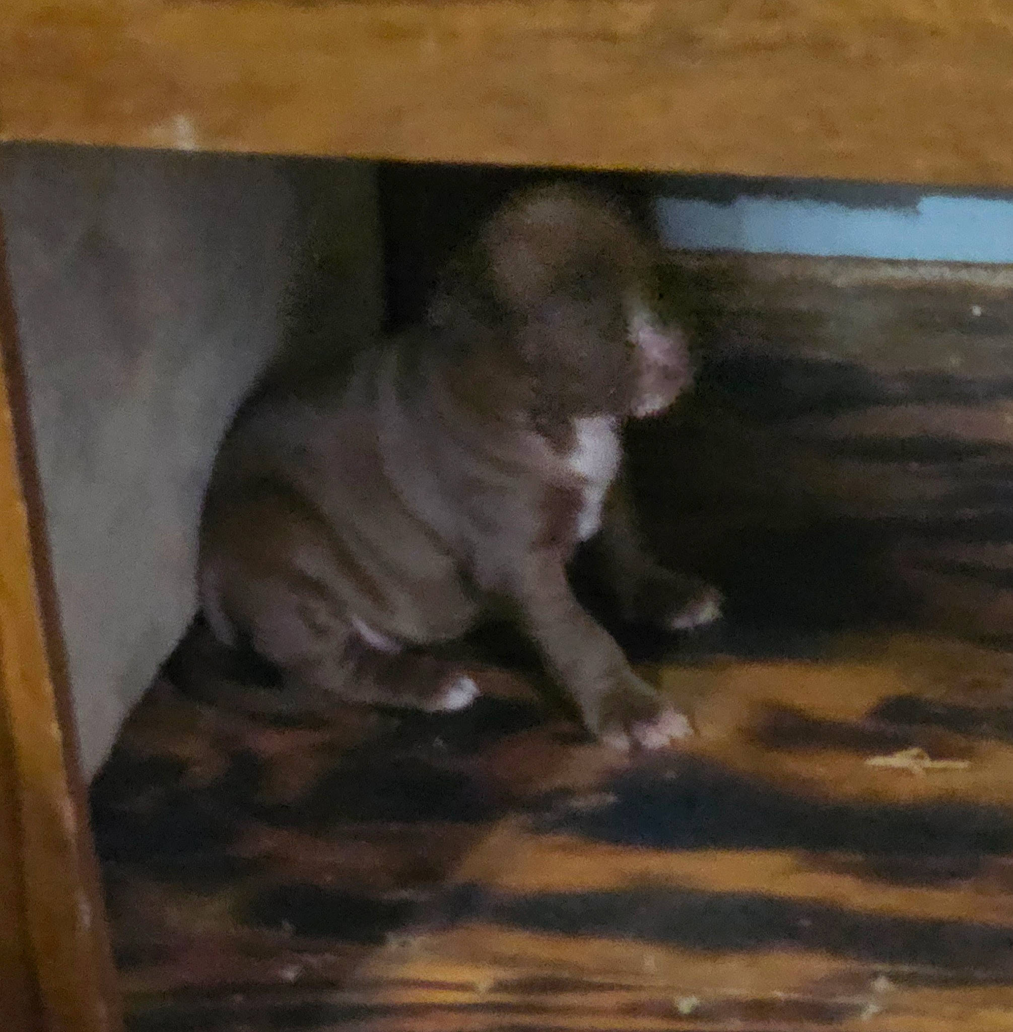 Harmony is registered to the contest to win money with this photo: canidae, carnivore, companion_dog, dog_breed, fawn, felidae, flooring, hardwood, paw, small_to_medium_sized_cats, snout, sporting_group, tail, terrestrial_animal, tints_and_shades, visual_arts, whiskers, wood