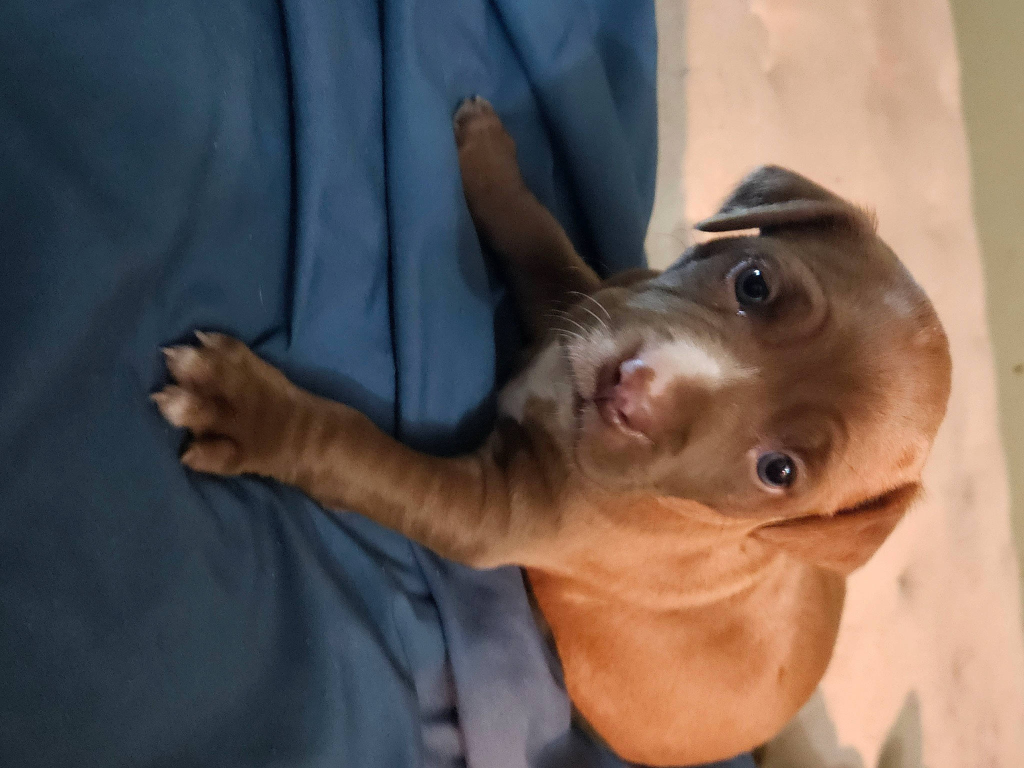 Harmony joined the competition — help win amazing prizes! canidae, carnivore, companion_dog, dog, dog_breed, ear, elbow, fawn, fin, fish, gesture, jaw, liver, selfie, snout, sporting_group, weimaraner, whiskers, working_animal, wrinkle