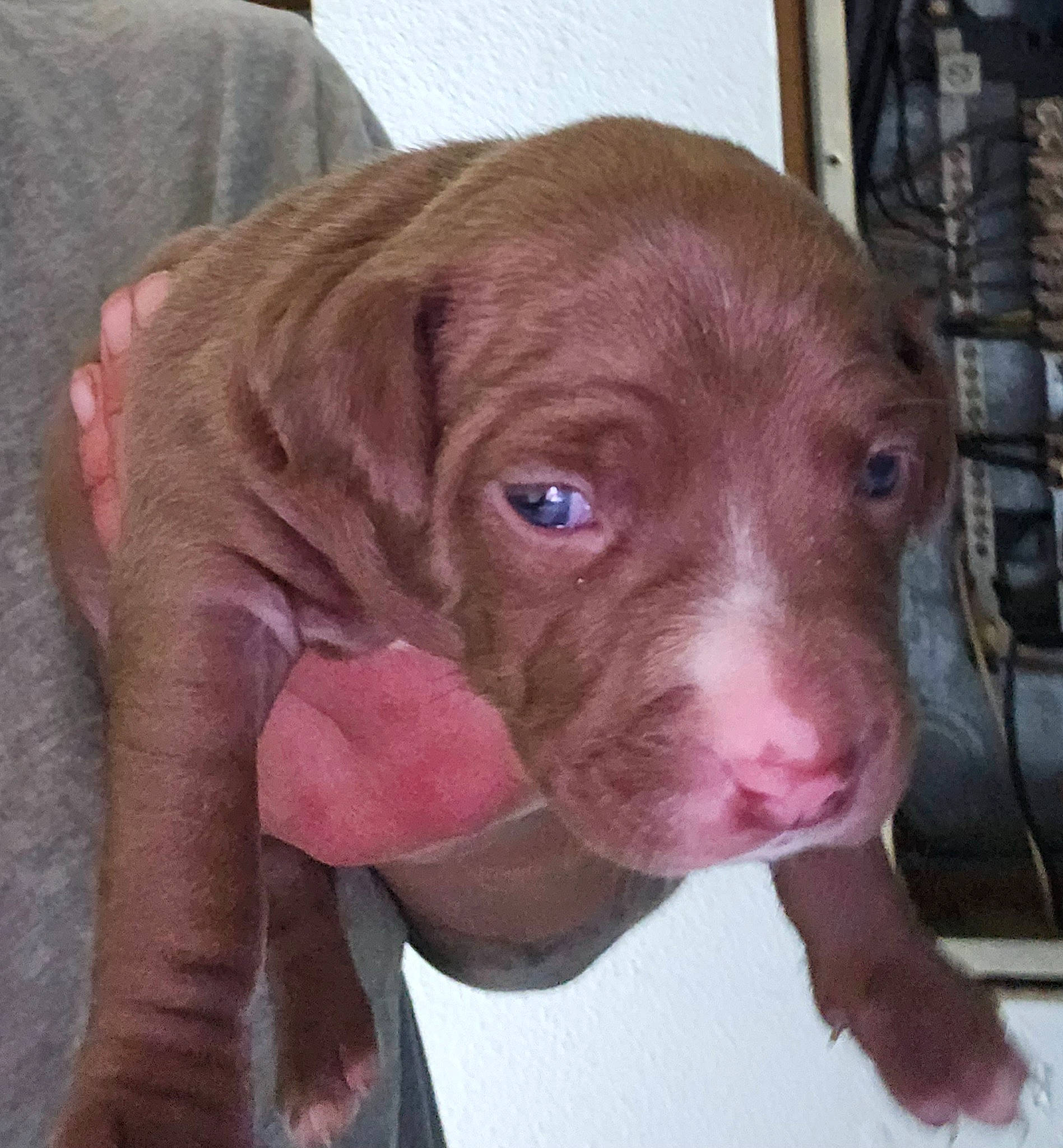 Harmony joined the competition — help win amazing prizes! borador, canidae, carnivore, collar, companion_dog, dog, dog_breed, dog_collar, eye, fawn, fur, gun_dog, hunting_dog, liver, non_sporting_group, snout, sporting_group, whiskers, working_animal