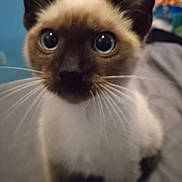 Sir Sassafras is registered to the contest to win money with this photo: animal, background_blur, bed, cat, close_up, curious, cute, domestic, ears, eyes, face, feline, fur, indoor, looking, nose, pet, portrait, siamese_cat, whiskers