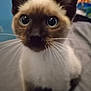 animal, background_blur, bed, cat, close_up, curious, cute, domestic, ears, eyes, face, feline, fur, indoor, looking, nose, pet, portrait, siamese_cat, whiskers