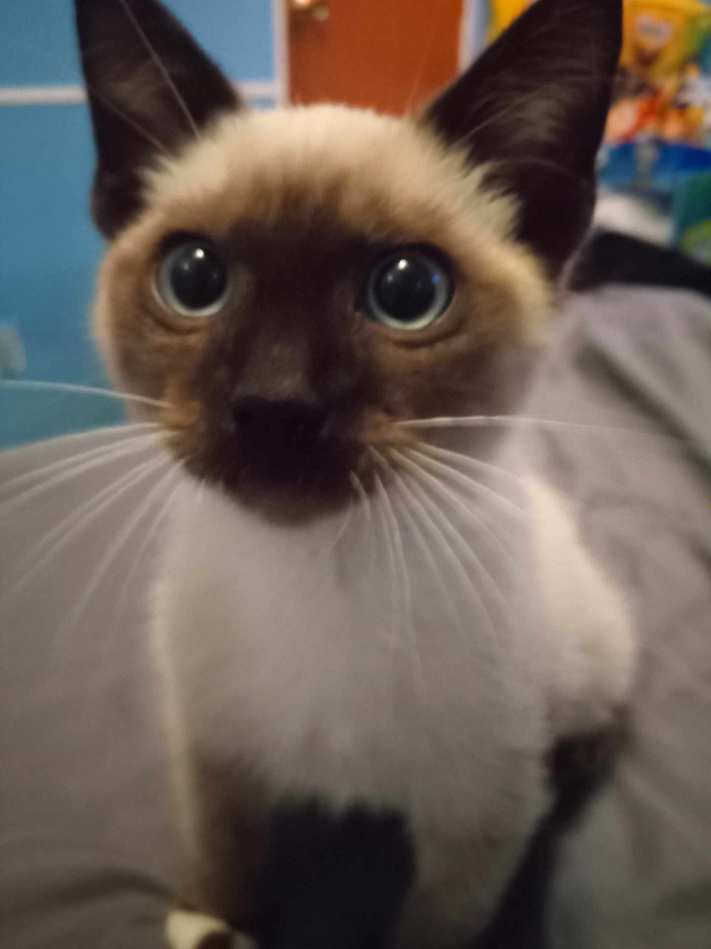 Sir Sassafras is registered to the contest to win money with this photo: animal, background_blur, bed, cat, close_up, curious, cute, domestic, ears, eyes, face, feline, fur, indoor, looking, nose, pet, portrait, siamese_cat, whiskers
