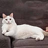 cat, white_cat, lounging, couch, furniture, indoor, pet, relaxed, curious, animal, fur, whiskers, ears, tail, home, cozy, resting, domestic, cute, companion
