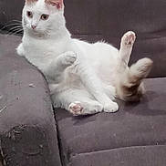 Sugar joined the competition — help win amazing prizes! cat, white_cat, orange_markings, pet, feline, relaxed, lounging, couch, sofa, worn_furniture, indoor, animal, cute, paw, tail, ear, fur, home, domestic, resting