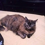 Fettuccine joined the competition — help win amazing prizes! cat, tortoiseshell, fluffy, bed, bedspread, furniture, dorm_room, domestic_animal, pet, indoor, resting, curious, feline, fur, whiskers, ears, tail, mammal, animal, relaxed