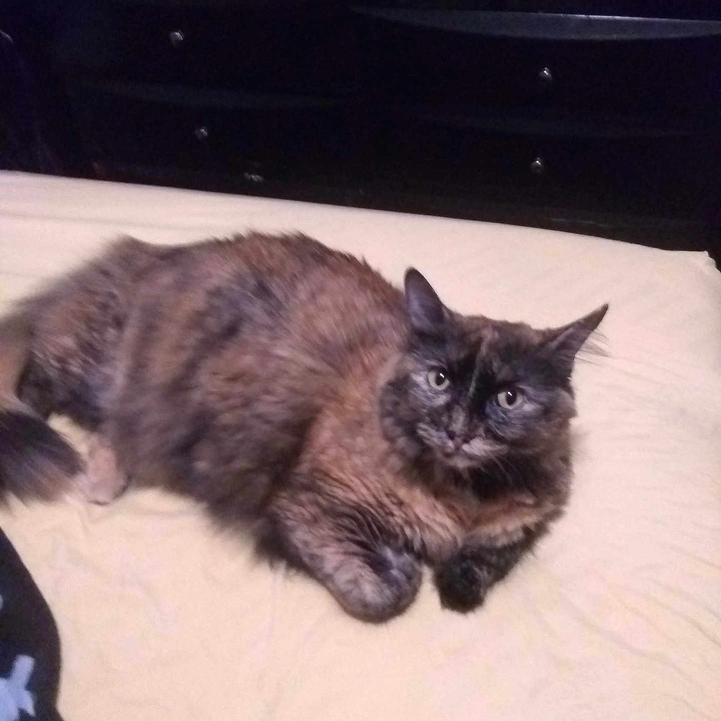 Fettuccine joined the competition — help win amazing prizes! cat, tortoiseshell, fluffy, bed, bedspread, furniture, dorm_room, domestic_animal, pet, indoor, resting, curious, feline, fur, whiskers, ears, tail, mammal, animal, relaxed