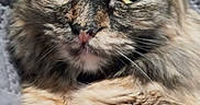 Fettuccine is registered to the contest to win money with this photo: animal, blanket, cat, close_up, curious, cute, feline, fluffy, fur, green_eyes, indoor, lying_down, pet, pink_nose, portrait, relaxed, soft, texture, tortoiseshell, whiskers