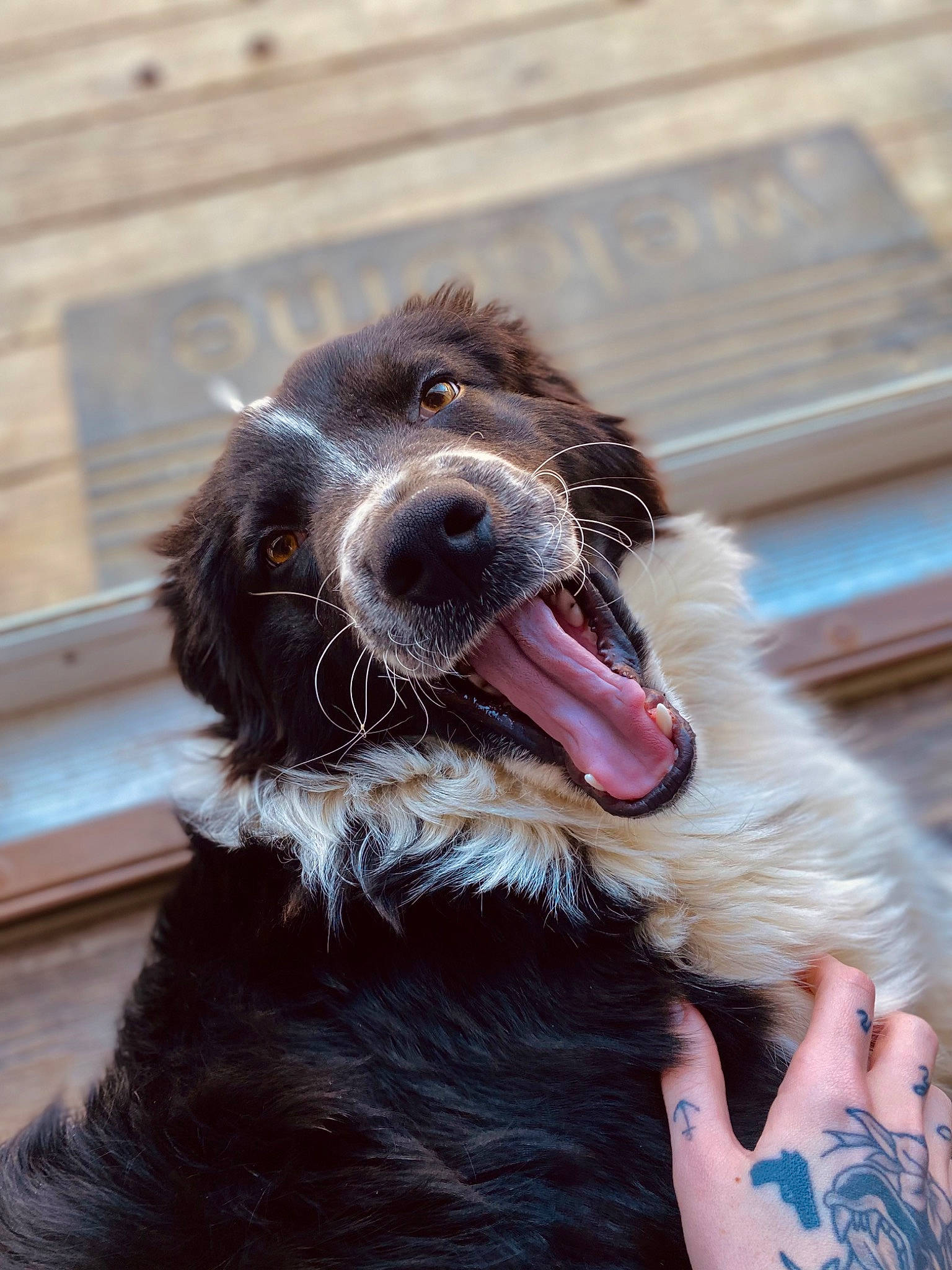 Milo is registered to the contest to win money with this photo: canidae, carnivore, collar, companion_dog, dog, dog_breed, dog_collar, ear, fang, fur, gesture, happy, liver, snout, sporting_group, terrestrial_animal, tooth, working_animal, working_dog, yawn