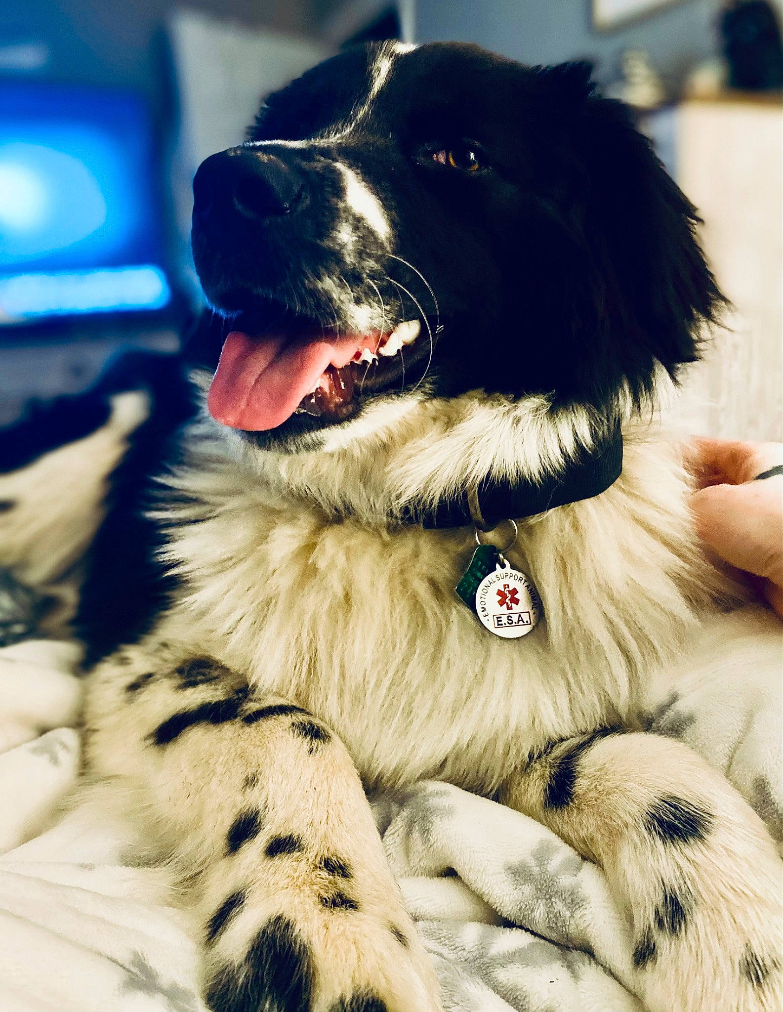 Milo joined the competition — help win amazing prizes! ancient_dog_breeds, canidae, carnivore, companion_dog, dog, dog_breed, dog_collar, door, fang, fur, giant_dog_breed, gun_dog, happy, landseer, paw, snout, sporting_group, television, whiskers, working_dog
