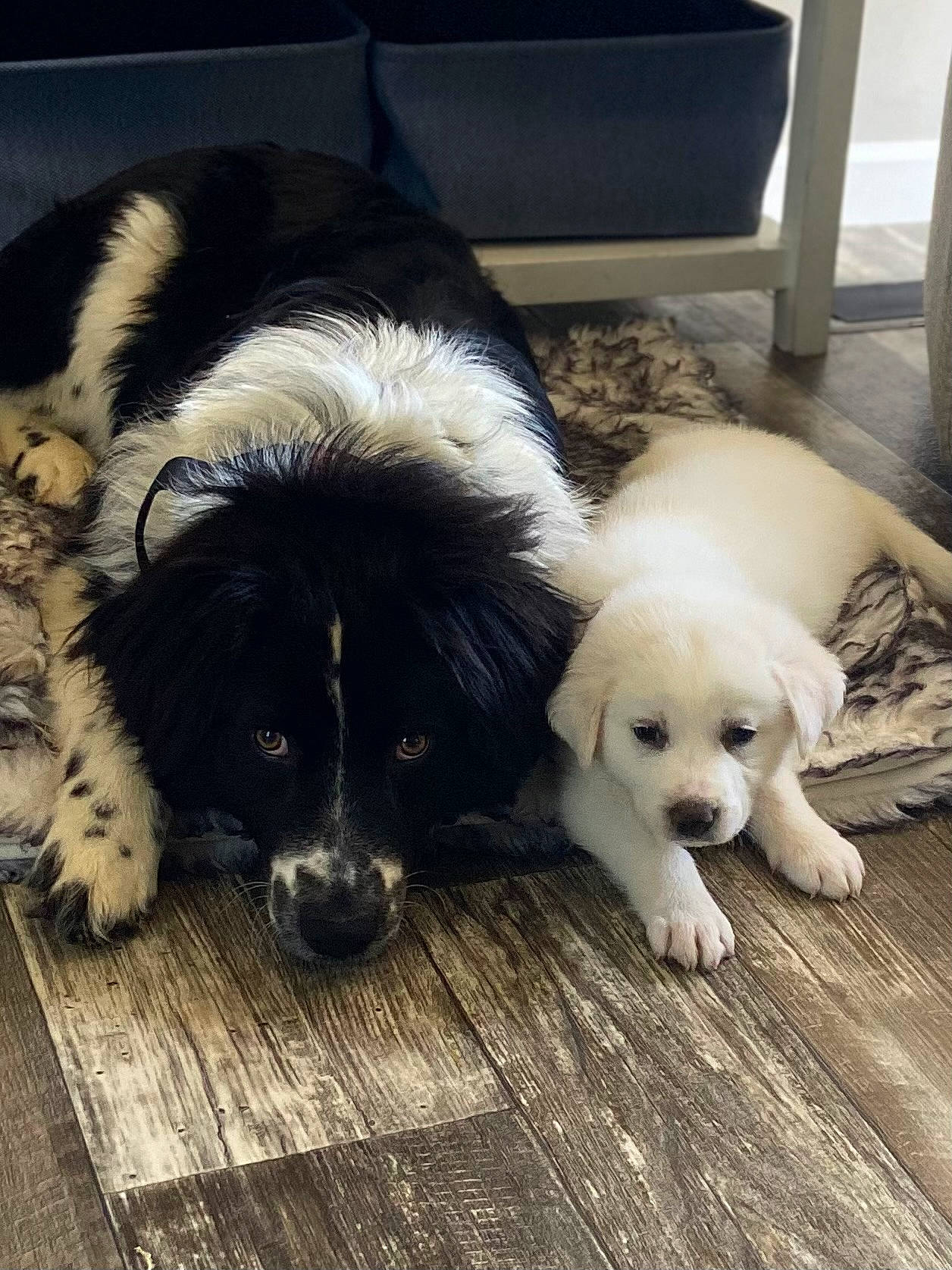 Milo joined the competition — help win amazing prizes! ancient_dog_breeds, canidae, carnivore, companion_dog, dog, dog_breed, flooring, fur, hardwood, puppy, puppy_love, sitting, snout, sporting_group, tail, toy, toy_dog, wood, working_animal, working_dog