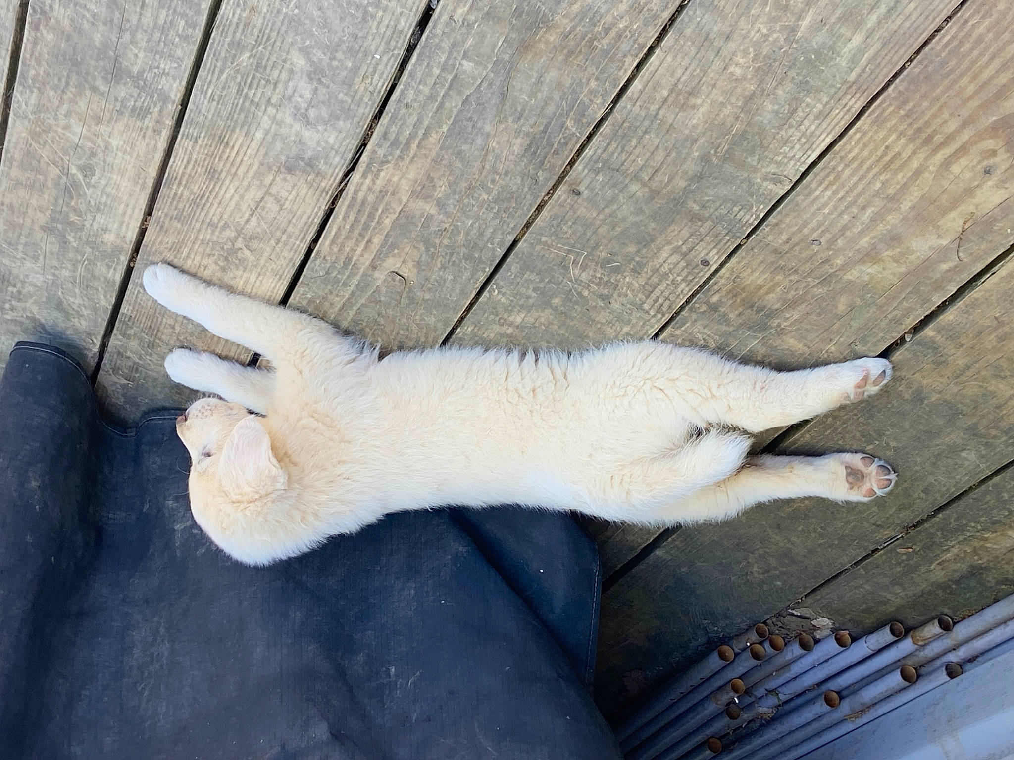Lucy is registered to the contest to win money with this photo: cat, claw, fawn, felidae, flooring, foot, fur, hardwood, human_leg, paw, tail, terrestrial_animal, wood, wool