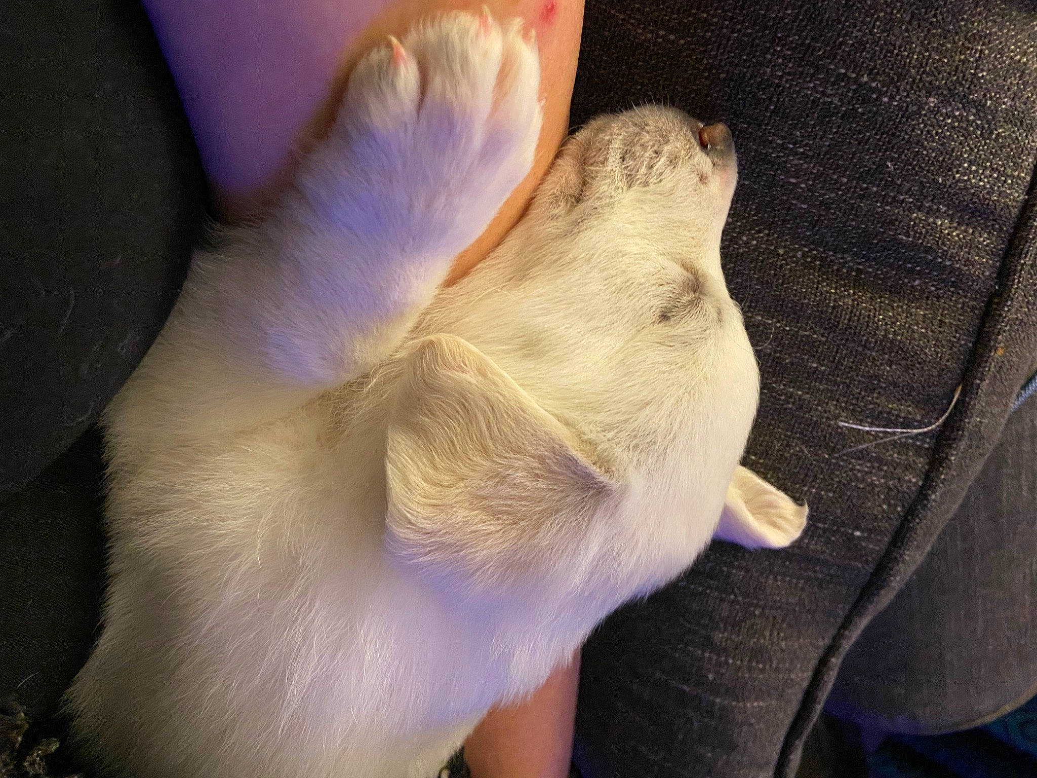Lucy is registered to the contest to win money with this photo: claw, comfort, ear, finger, flesh, foot, fur, gesture, human_leg, knee, nail, paw, sole, tail, thigh, thumb, toe, wrinkle, wrist