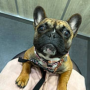Amy participe au concours pour gagner de l'argent avec cette photo : dog, french_bulldog, pet, close_up, indoor, collar, leash, paws, brown, black, cute, looking_up, animal, portrait, lap, floor, ears, whiskers, snout, companion