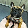 dog, french_bulldog, pet, close_up, indoor, collar, leash, paws, brown, black, cute, looking_up, animal, portrait, lap, floor, ears, whiskers, snout, companion