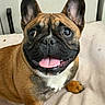 dog, french_bulldog, pet, animal, tongue_out, happy, indoor, close_up, brown_fur, black_face, ears_up, sitting, collar, cute, looking_up, canine, companion, domestic_animal, portrait, friendly