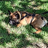 dog, grass, outdoor, pet, brown_dog, leash, harness, sunlight, shade, nature, canine, resting, park, animal, side_view, quiet, daytime, ground, small_dog, relaxed