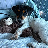 Flash a rejoint le concours — aidez-le/la à gagner de superbes lots ! puppy, dog, bed, blanket, stuffed_toy, teddy_bear, resting, cute, cozy, indoor, pet, fur, paw, black, white, brown, sleepy, cage, soft, young