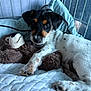 puppy, dog, bed, blanket, stuffed_toy, teddy_bear, resting, cute, cozy, indoor, pet, fur, paw, black, white, brown, sleepy, cage, soft, young