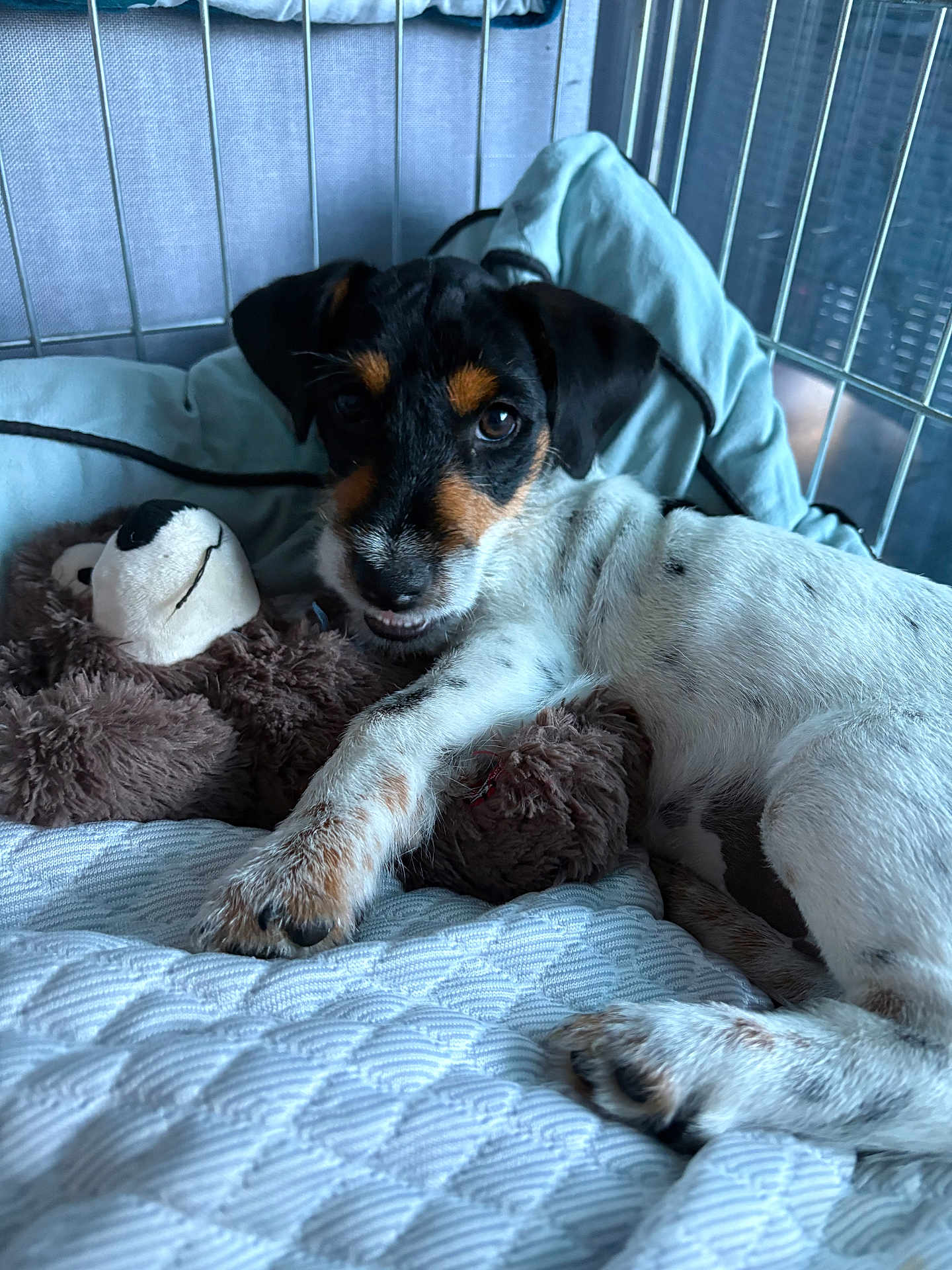 Flash a rejoint le concours — aidez-le/la à gagner de superbes lots ! puppy, dog, bed, blanket, stuffed_toy, teddy_bear, resting, cute, cozy, indoor, pet, fur, paw, black, white, brown, sleepy, cage, soft, young