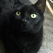 Myrtle is registered to the contest to win money with this photo: animal, black_cat, carpet, cat, close_up, cute, domestic_cat, feline, fur, green_eyes, indoor, looking_up, pet, portrait, relaxed, resting, soft_texture, sunlight, whiskers, window_light