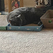 Milano joined the competition — help win amazing prizes! animal, box, carpet, cat, cozy, decor, domestic, family_photo, figurine, furniture, gray_cat, home, household, indoor, pet, quiet, relaxation, resting, sleeping, small_box