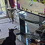 Milano is registered to the contest to win money with this photo: bird, black_cat, carpet, cat, curious, decor, door, figurines, flower, furniture, glass_table, indoor, living_room, natural_light, pet, plant, screen, television, vase, window