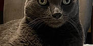 Milano is registered to the contest to win money with this photo: animal, cat, chair, closeup, domestic_cat, ears, eyes, feline, fur, gray_cat, home, indoor, looking_at_camera, mammal, pet, portrait, relaxed, sitting, table, whiskers