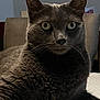 animal, cat, chair, closeup, domestic_cat, ears, eyes, feline, fur, gray_cat, home, indoor, looking_at_camera, mammal, pet, portrait, relaxed, sitting, table, whiskers