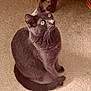 animal, carpet, cat, cozy, curious, domestic_cat, ears, eyes, feline, floor, furniture_leg, gray_cat, household, indoor, looking_up, pet, sitting, tail, whiskers, wooden_table