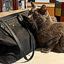 Milano joined the competition — help win amazing prizes! animal, black_bag, cabinet, cat, closeup, couch, curious, domestic_cat, furniture, glassware, gray_cat, handbag, home, indoor, michael_kors, patchwork_cushion, pet, table, whiskers, wide_eyes