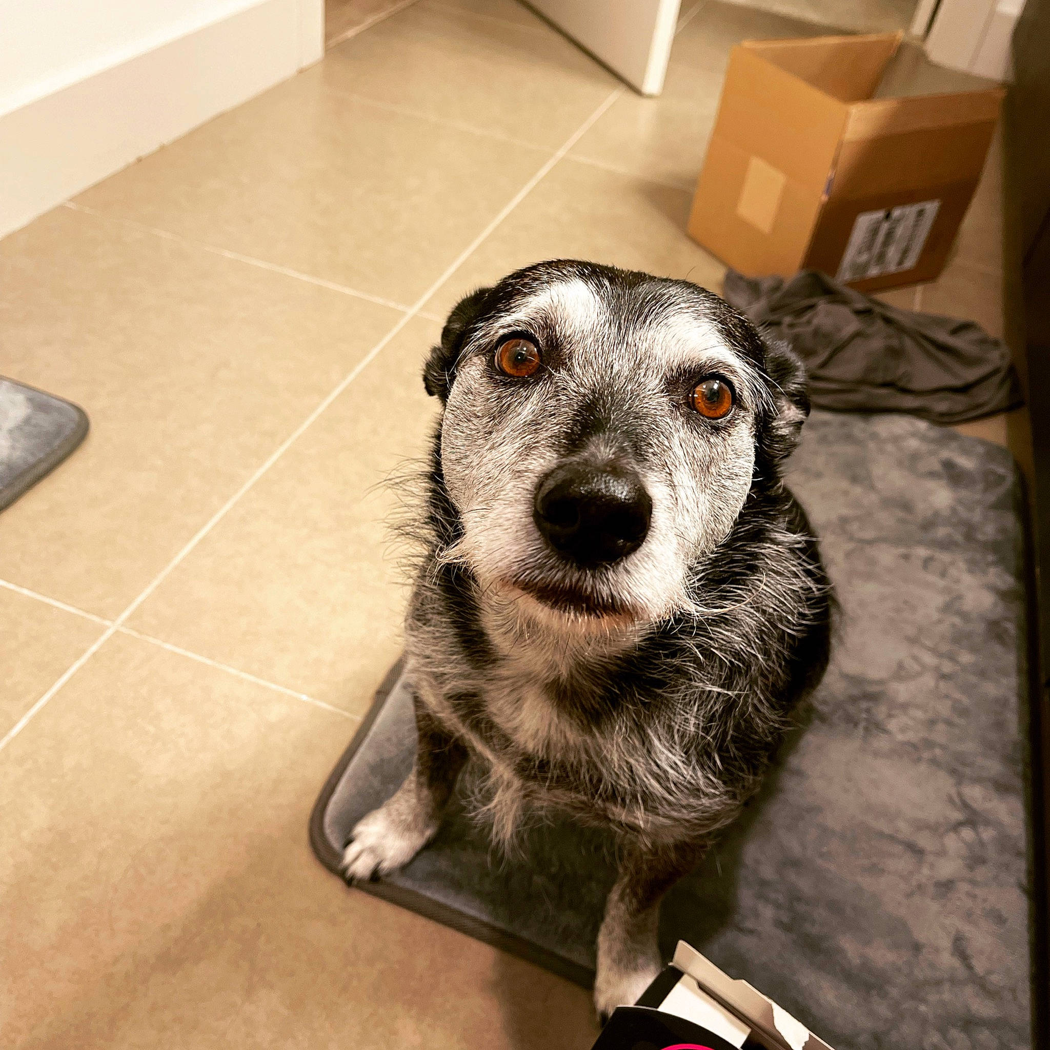 Abby is registered to the contest to win money with this photo: canidae, carnivore, carton, companion_dog, dog, dog_breed, dog_supply, eye, flooring, fur, pet_supply, picture_frame, shipping_box, snout, sporting_group, terrestrial_animal, tie, tile_flooring, whiskers, working_animal