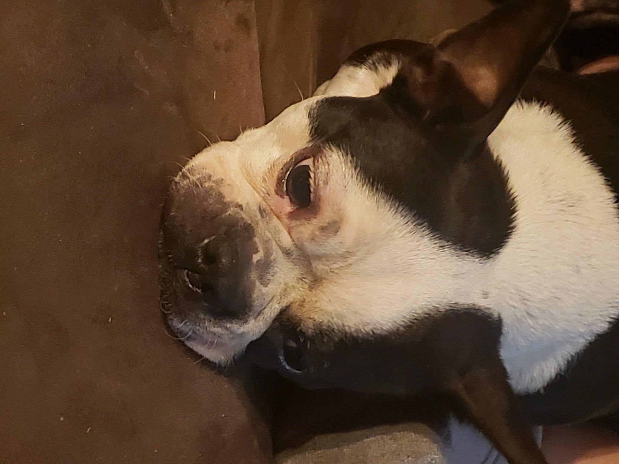 Rebel Girl is registered to the contest to win money with this photo: boston_terrier, canidae, carnivore, collar, companion_dog, dog, dog_breed, dog_collar, ear, fawn, fur, non_sporting_group, paw, puppy, snout, sporting_group, terrestrial_animal, whiskers, window, working_animal