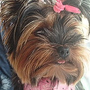 Tess a rejoint le concours — aidez-le/la à gagner de superbes lots ! accessory, black_nose, close_up, cute, dog, domestic_animal, ear_tufts, furry, groomed, hair_bow, long_hair, muzzle, pet, pink_bandana, pink_bow, portrait, small_dog, tongue_out, whiskers, yorkshire_terrier