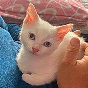 Snoopy participe au concours pour gagner de l'argent avec cette photo : kitten, white_cat, pet, animal, hand, person, blue_sweater, blanket, pink_blanket, indoor, cozy, lap, cute, small_cat, feline, resting, domestic_animal, soft_fur, young_cat, comfort