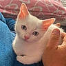 kitten, white_cat, pet, animal, hand, person, blue_sweater, blanket, pink_blanket, indoor, cozy, lap, cute, small_cat, feline, resting, domestic_animal, soft_fur, young_cat, comfort