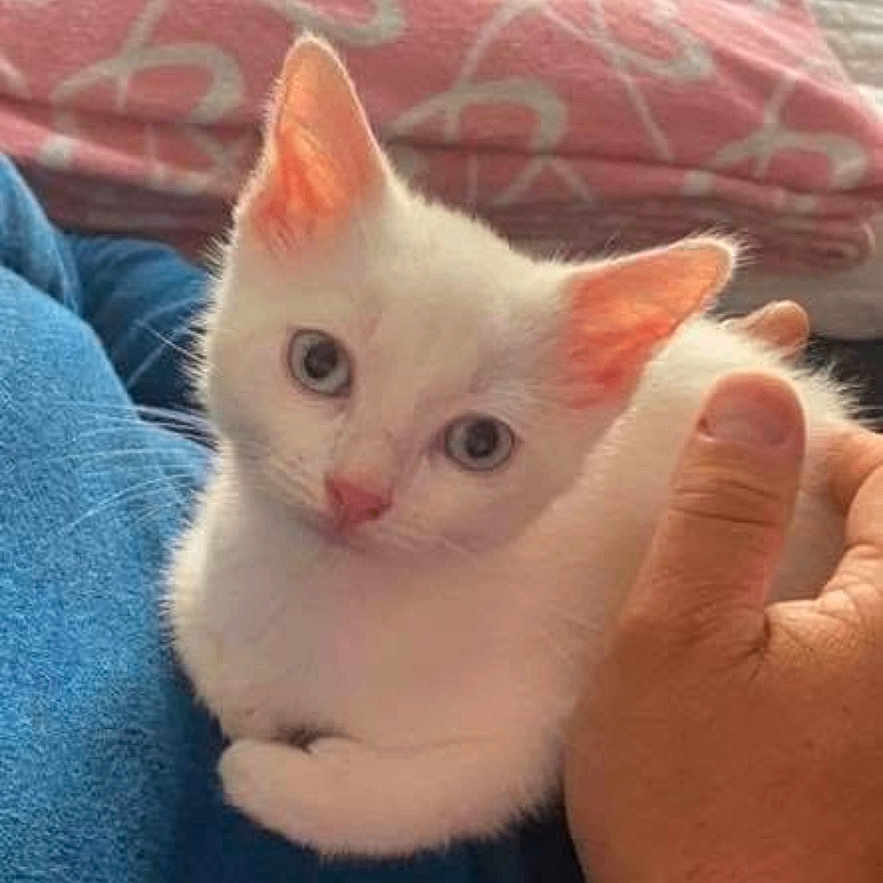 Snoopy participe au concours pour gagner de l'argent avec cette photo : kitten, white_cat, pet, animal, hand, person, blue_sweater, blanket, pink_blanket, indoor, cozy, lap, cute, small_cat, feline, resting, domestic_animal, soft_fur, young_cat, comfort