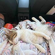 Nala a rejoint le concours — aidez-le/la à gagner de superbes lots ! kitten, cat, sleeping, blanket, lap, car_interior, human_leg, hand, comfort, relaxation, pet, fur, resting, indoor, travel, seat, colorful, soft_texture, animal, domestic