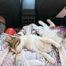 animal, blanket, car_interior, cat, colorful, comfort, domestic, fur, hand, human_leg, indoor, kitten, lap, pet, relaxation, resting, seat, sleeping, soft_texture, travel