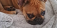 Apollo a rejoint le concours — aidez-le/la à gagner de superbes lots ! animal, blanket, brown, closeup, companion, couch, cozy, cute, dog, ears, french_bulldog, fur, indoor, paw, pet, puppy, resting, sleepy, snout, soft