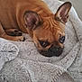 animal, blanket, brown, closeup, companion, couch, cozy, cute, dog, ears, french_bulldog, fur, indoor, paw, pet, puppy, resting, sleepy, snout, soft
