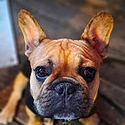 Apollo participe au concours pour gagner de l'argent avec cette photo : dog, french_bulldog, close_up, pet, animal, ears, brown, wooden_floor, looking_up, collar, leash, indoor, cute, canine, portrait, face, snout, fur, domestic_animal, companion