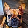 dog, french_bulldog, close_up, pet, animal, ears, brown, wooden_floor, looking_up, collar, leash, indoor, cute, canine, portrait, face, snout, fur, domestic_animal, companion