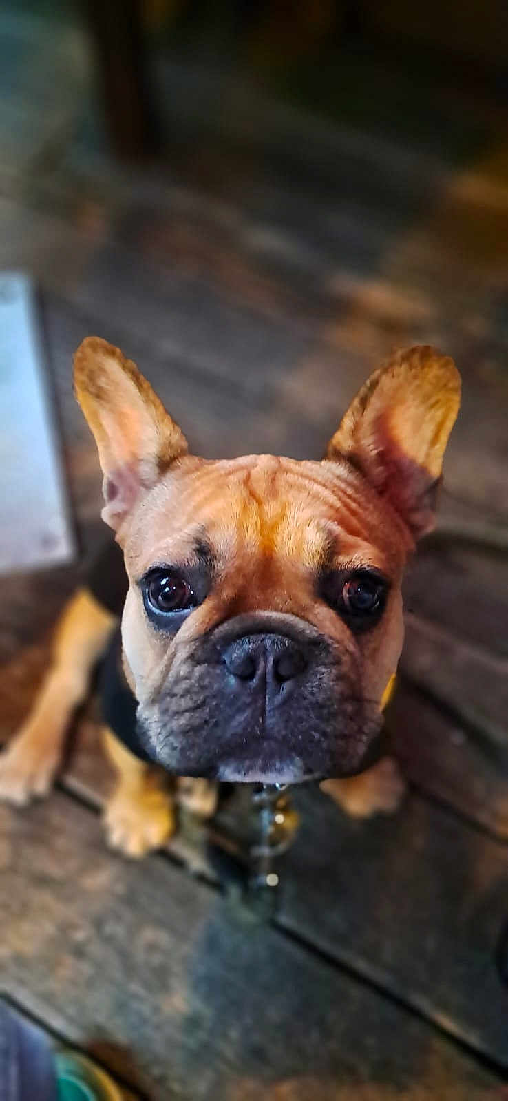 Apollo