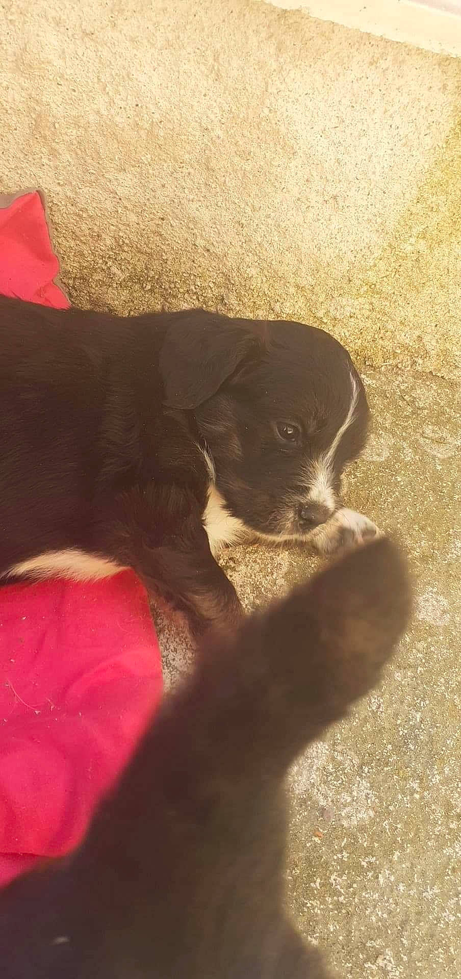 Oxy a rejoint le concours — aidez-le/la à gagner de superbes lots ! beagador, borador, cane_corso, canidae, carnivore, dog, dog_breed, labrador_retriever, puppy, sporting_group