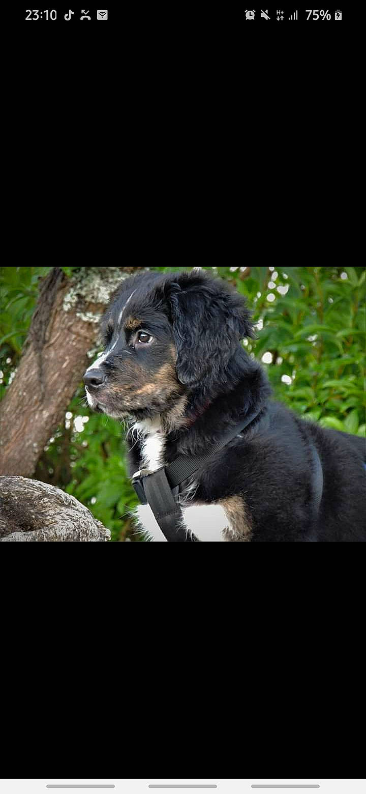 Oxy a rejoint le concours — aidez-le/la à gagner de superbes lots ! canidae, carnivore, companion_dog, dog, dog_breed, hovawart, mammal, puppy, rare_breed_dog, snout, sporting_group, vertebrate