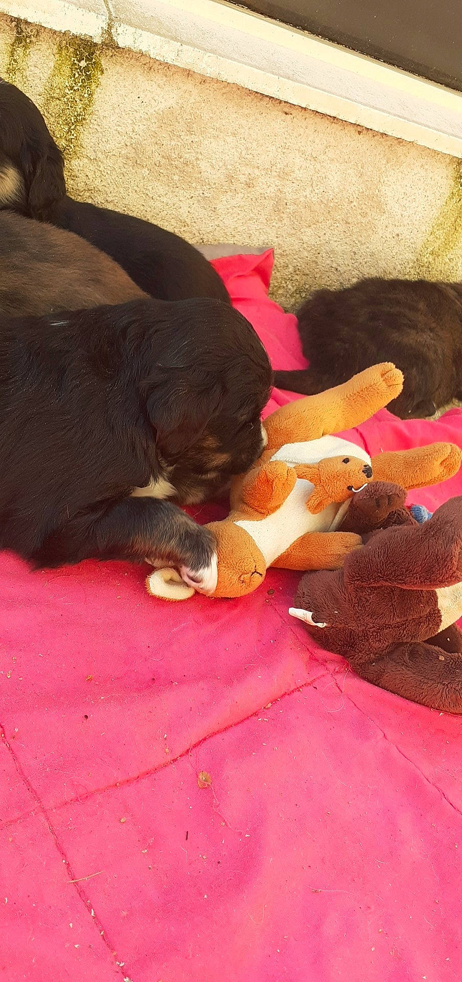 Oxy a rejoint le concours — aidez-le/la à gagner de superbes lots ! canidae, carnivore, dog, dog_breed, fawn, puppy, rottweiler, sporting_group