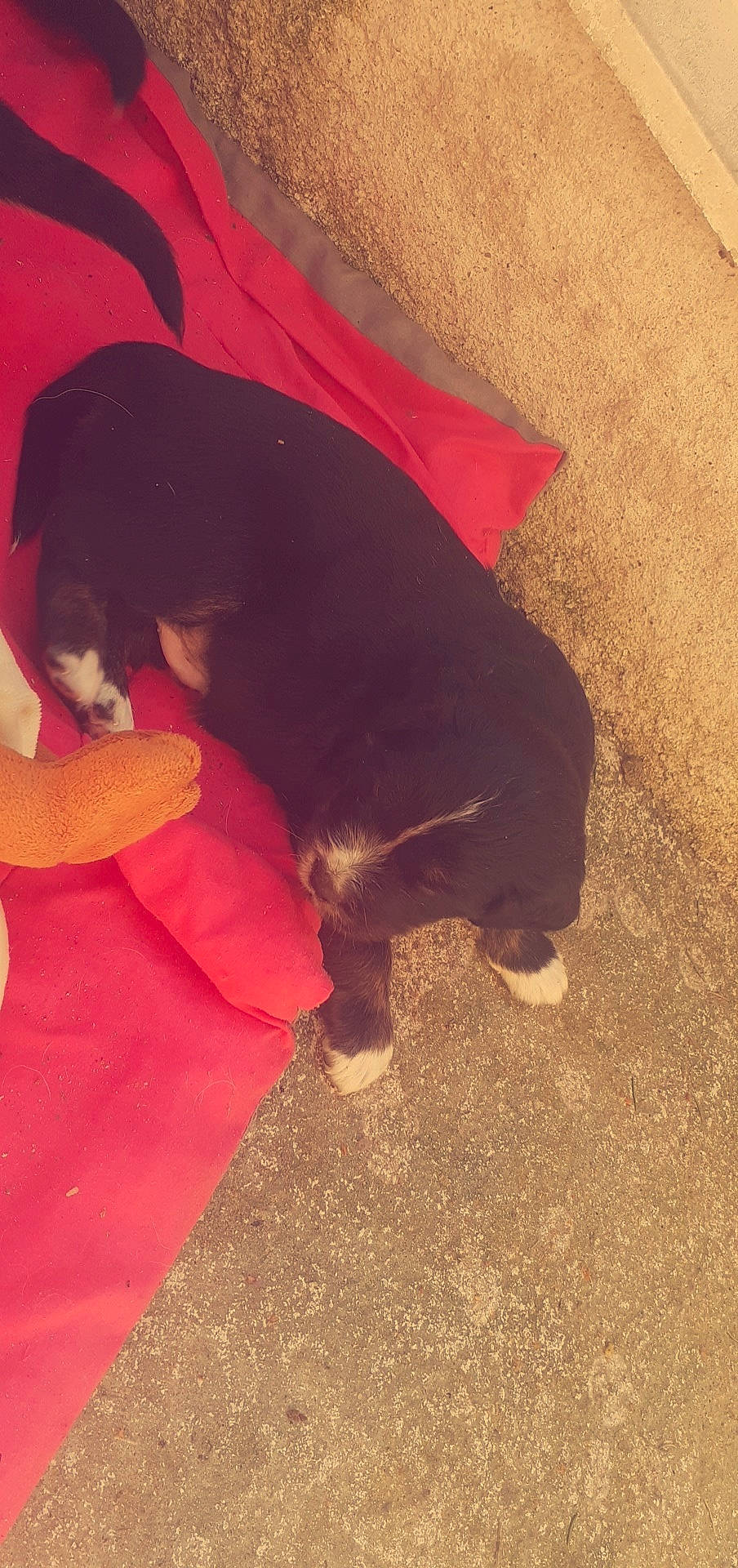 Oxy a rejoint le concours — aidez-le/la à gagner de superbes lots ! canidae, carnivore, dog, dog_breed, puppy, rottweiler, sporting_group, tail