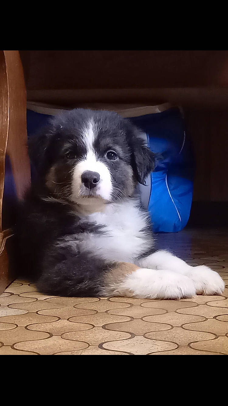 Echo participe au concours pour gagner de l'argent avec cette photo : canidae, carnivore, companion_dog, dog, dog_breed, electric_blue, flooring, fur, hardwood, herding_dog, non_sporting_group, puppy, sporting_group, terrestrial_animal, toy_dog, whiskers, wood, working_animal, working_dog