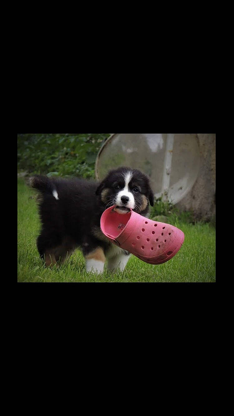 Echo a rejoint le concours — aidez-le/la à gagner de superbes lots ! ball, carmine, carnivore, companion_dog, dog, dog_breed, electronic_device, foot, football, grass, magenta, paw, photo_caption, rectangle, snout, soccer_ball, sports_equipment, square, tennis_ball, working_animal