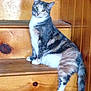 Willow joined the competition — help win amazing prizes! animal, calm, cat, cozy, curious, cute, domestic_cat, feline, fur, house, indoor, looking, paw, pet, relaxed, sitting, stairs, tail, wood, wooden_stairs
